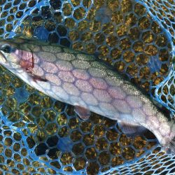 人がいっぱい魚もいっぱい ～高島の泉～